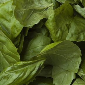 Basil Leaves