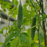 Bitter Gourd (Korola)