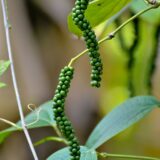 Black Pepper Whole (Golmorich)
