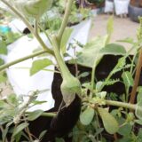 Brinjal Long (Lomba Begun)