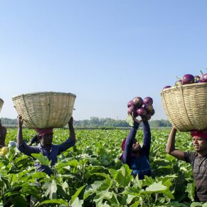 Brinjal Round (Gol Begun)