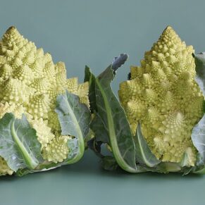 Broccoli