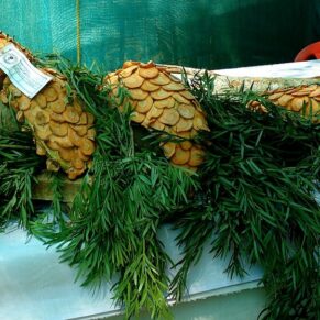Carrot (Gajor)