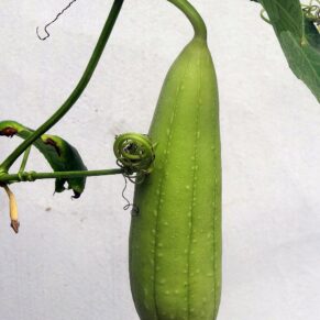 Cucumber (Shosha)