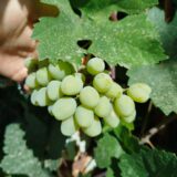 Grapes Green
