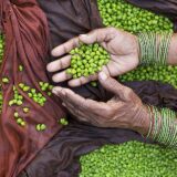 Green Peas (Motorshuti)