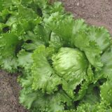 Iceberg Lettuce