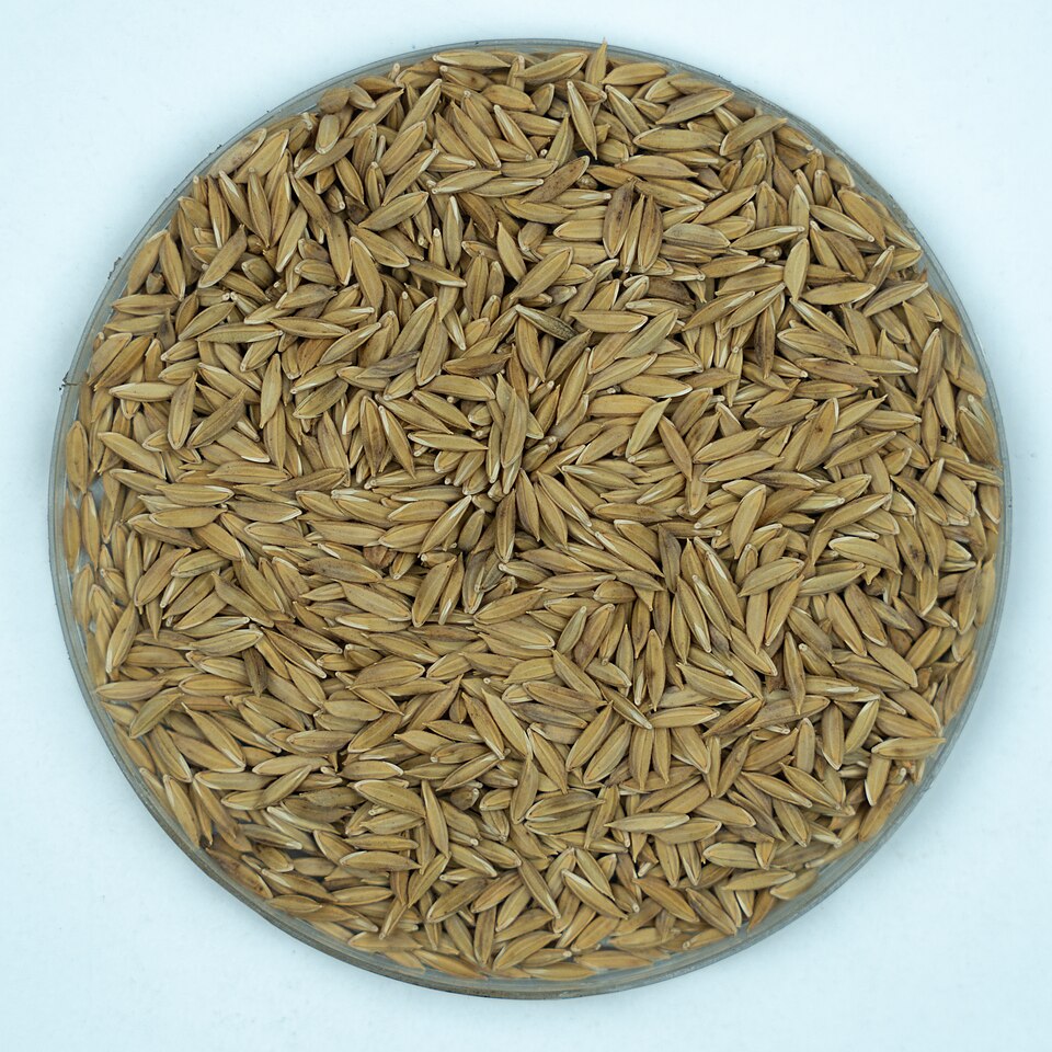 Kataribhog Rice