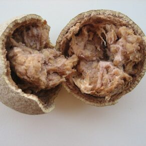 Kodbel (Wood Apple)