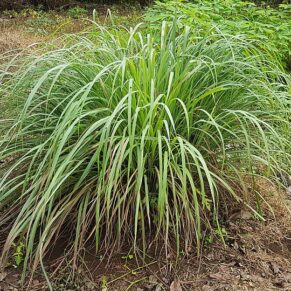 Lemongrass