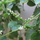 Malabar Spinach (Pui Shak)