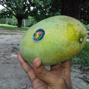 Mango Fazli (Seasonal)