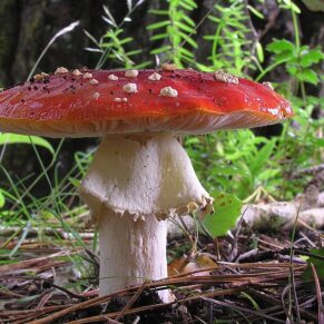 Mushroom (Oyster)