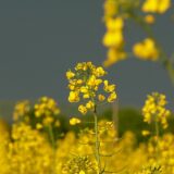 Mustard Greens (Shorisha Shak)