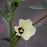 Okra (Dherosh)