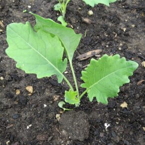 Olkopi (Kohlrabi)