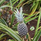 Pineapple (Anaros)