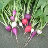 Radish (Mula)