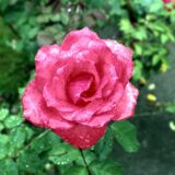 Rose Water Toner