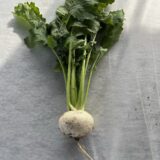 Shalgom (Turnip)