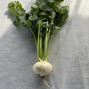 Shalgom (Turnip)