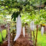 Snake Gourd (Chichinga)