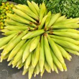 Sweet Corn