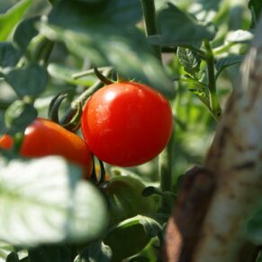 Tomato Cherry