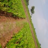 Turmeric Whole (Kacha Holud)