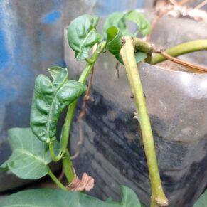 Water Spinach (Kolmi Shak)