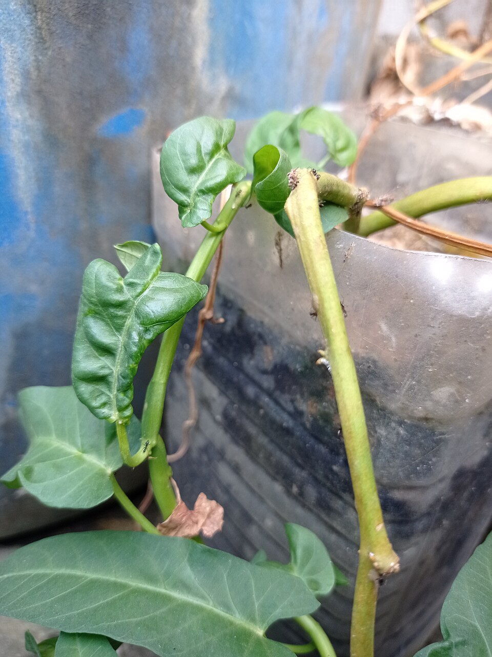 Fresh Vegetables