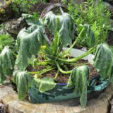 Zucchini